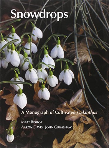 Snowdrops
