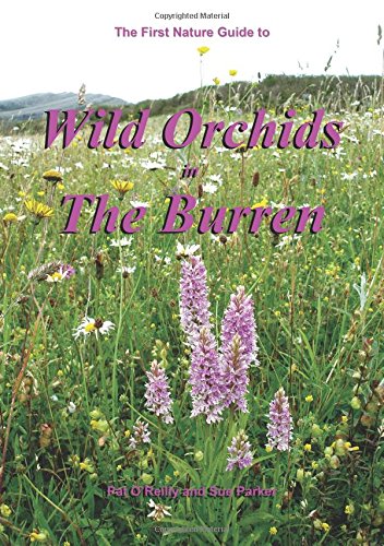 Wild Orchids in the Burren