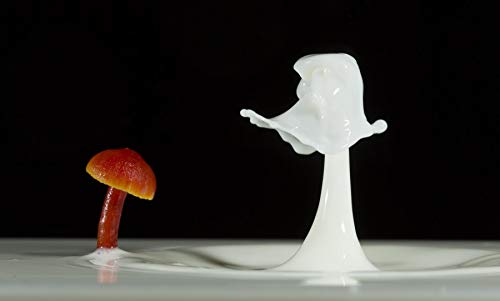 The Art of Fungi Photography