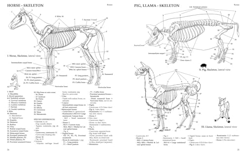 An Anatomy of Domestic Animals