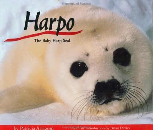 Harpo, the Baby Harp Seal