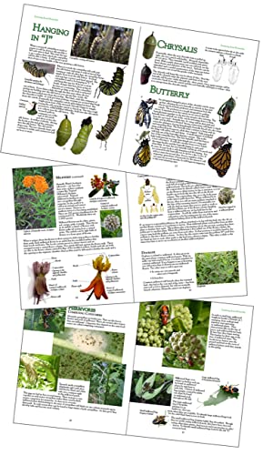 Learning From Monarchs: A Teachers' Handbook