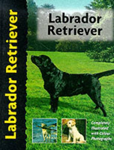 Pet Love Labrador Retriever