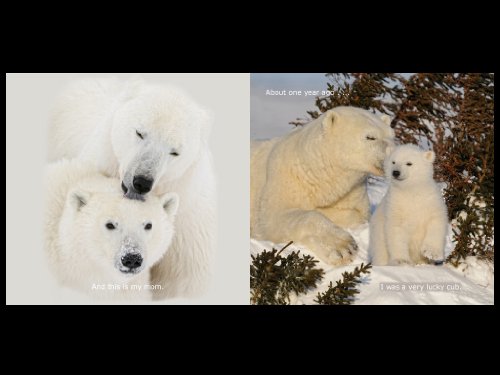 Portia Polar Bear's Birthday Wish