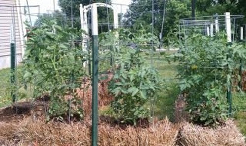 Straw Bale Gardening