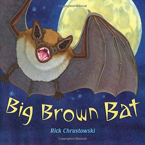 Big Brown Bat