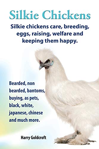 Silkie Chickens Care, Breeding, Eggs, Raising, Welfare and Keeping Them Happy