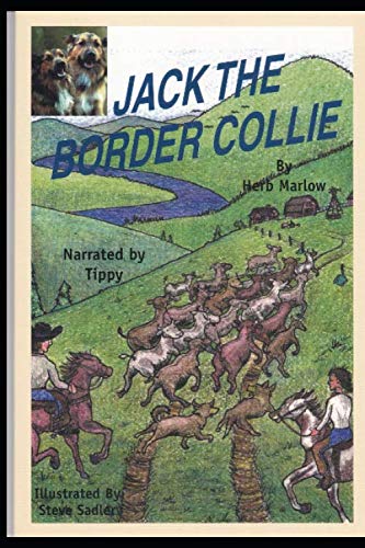 JACK THE BORDER COLLIE