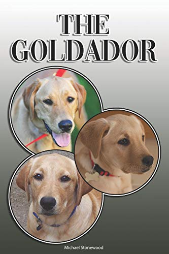 The Goldador