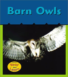 Barn Owls 