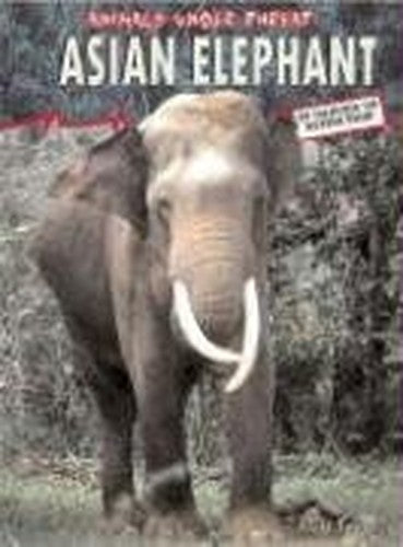 Asian Elephant