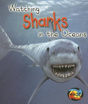 Watching Sharks in the Ocean