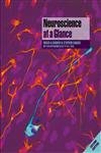 Neuroscience at a Glance
