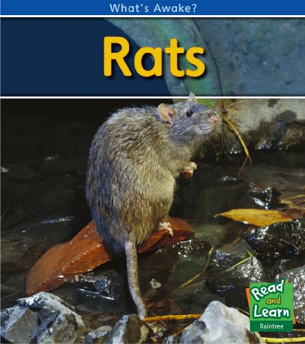 Rats