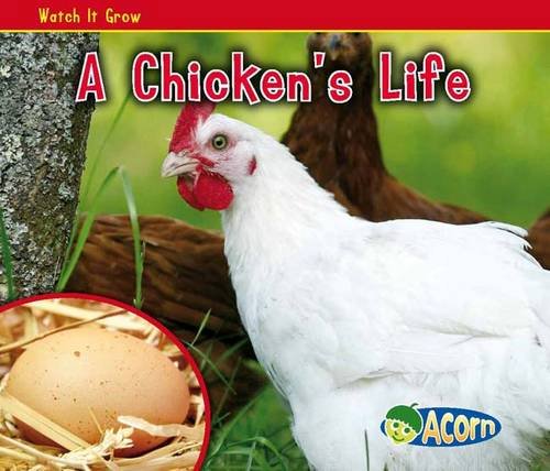 A Chicken's Life