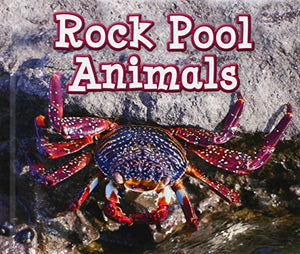 Rock Pool Animals 
