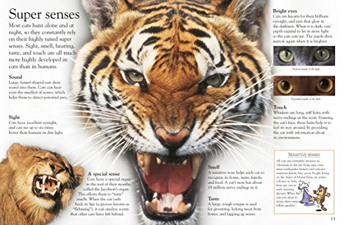 Big Cats
