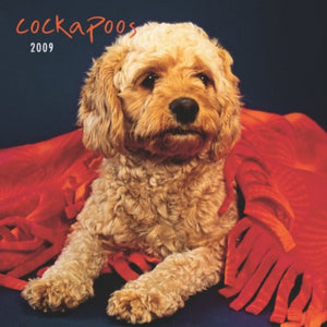 Cockapoos 2009 Square Wall Calendar 
