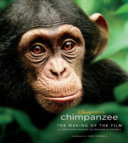 Chimpanzee
