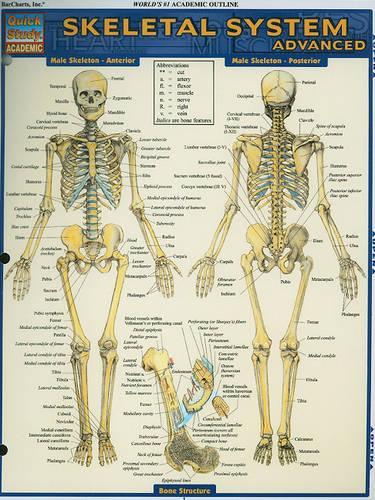 Skeletal System: Advanced