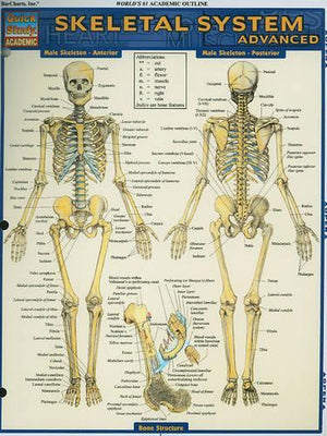 Skeletal System: Advanced