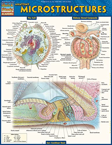 Anatomy: Microstructures