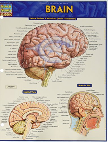 Brain