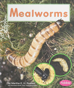 Mealworms