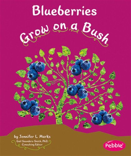 Blueberries Grow on a Bush