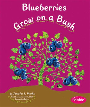 Blueberries Grow on a Bush