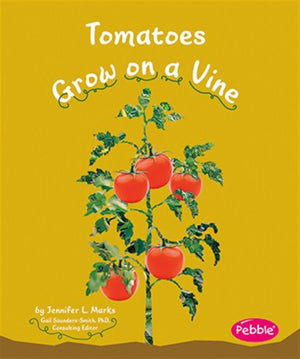 Tomatoes Grow on a Vine
