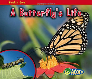 A Butterfly's Life
