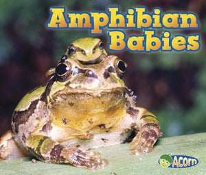 Animal Babies Amphibian Babies