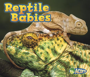 Animal Babies Reptile Babies
