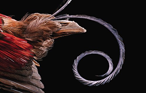 Feathers