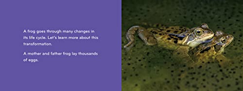 Tadpole to Frog