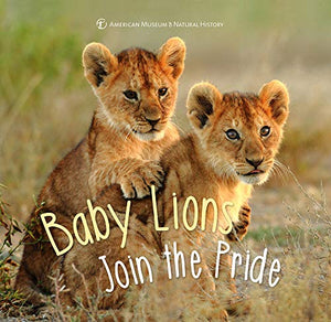 Baby Lion Joins the Pride