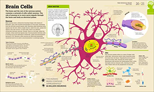 How the Brain Works