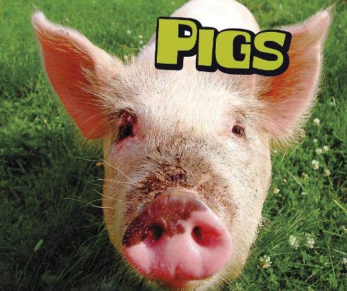 Pigs