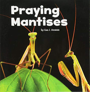 Praying Mantises 
