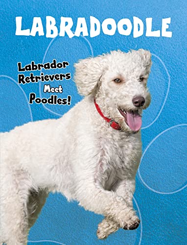 Labradoodle