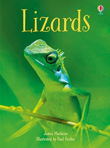 Lizards 