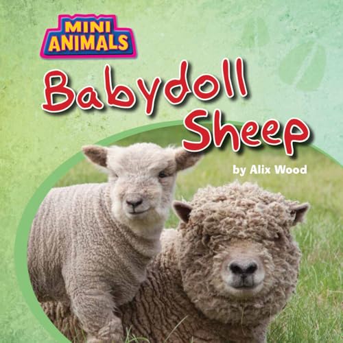 Babydoll Sheep