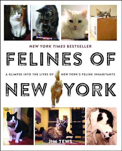 Felines of New York