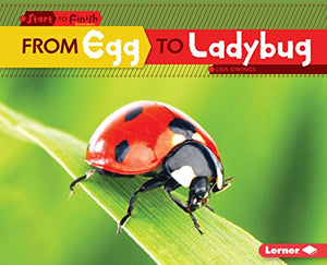 From Egg to Ladybug 