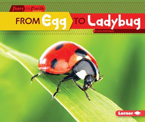 From Egg to Ladybug