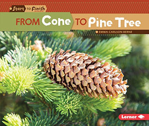 From Cone to Pine Tree 
