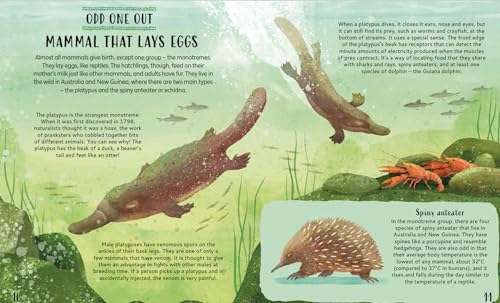 Get Your Animals in Order: Classifying the Animal World