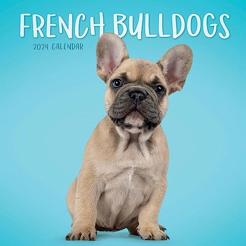 2024 French Bulldogs Mini