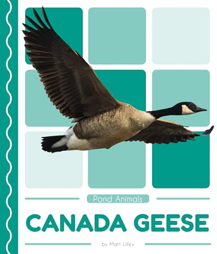 Canada Geese (Pond Animals)